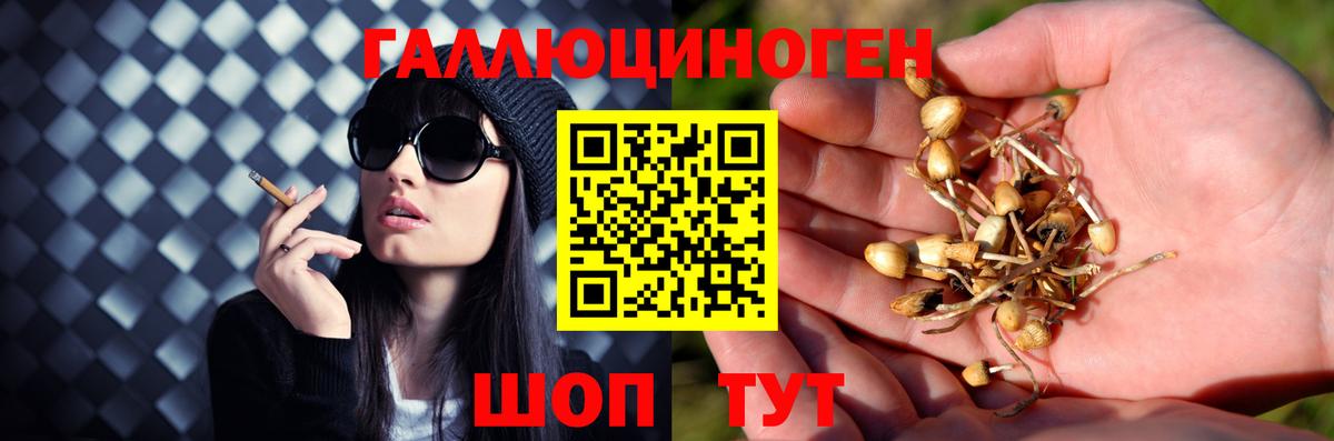 Ижевск  Псилоцибиновые грибы GOLDEN TEACHER  Галлюциногенные грибы Psilocybe  Вход с VPN 
